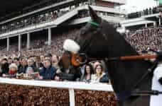 A racehorse steps out on to Cheltenham Racecourse.