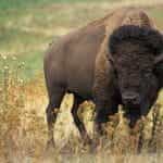 A picture of a brown buffalo standing out in the wild.