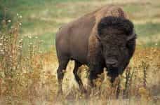 A picture of a brown buffalo standing out in the wild.