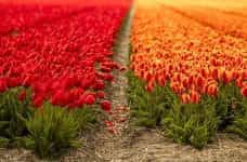 Holland Tulip Fields.