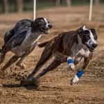 Two greyhound dogs participating in a race, running at full speed.