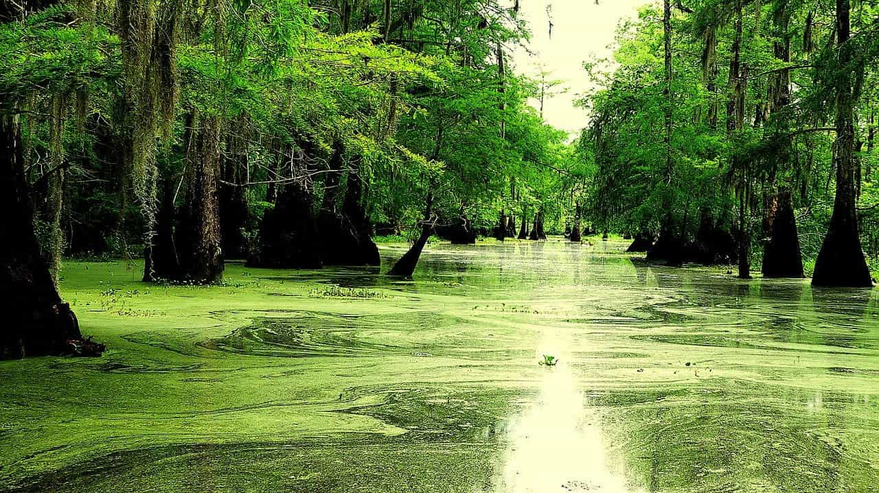 The Bayou swamp in the state of Louisiana, featuring algae covered water and a dense forest.