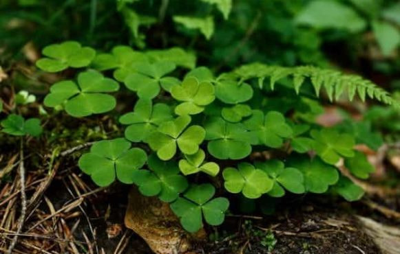 Lucky Irish clovers.