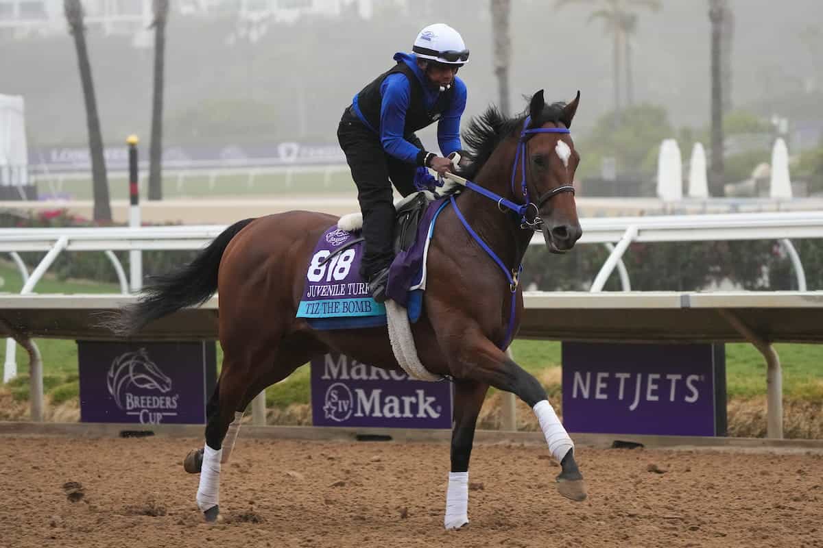 Tiz The Bomb during early morning exercise at the 2021 Breeders’ Cup meeting. 