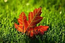 A red maple leaf resting on green grass.