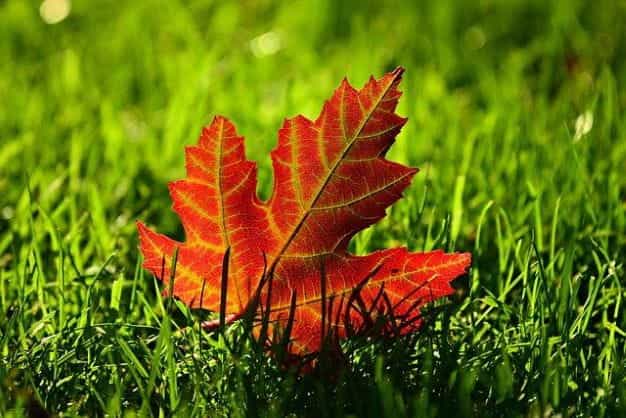 A red maple leaf resting on green grass.