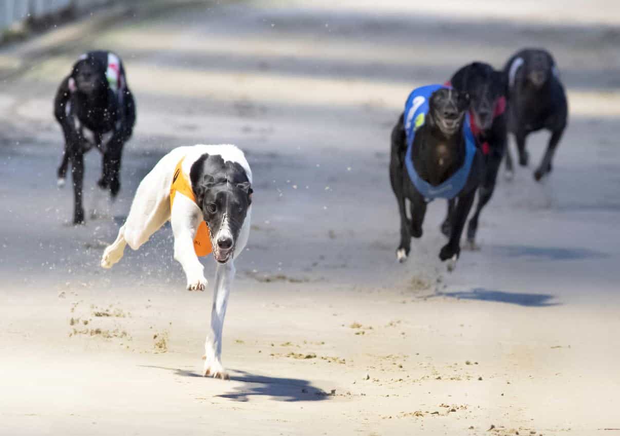Ballinabola Ed winning a heat of the 2022 Greyhound Derby.