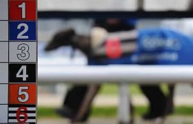 A greyhound on parade at a race meeting.
