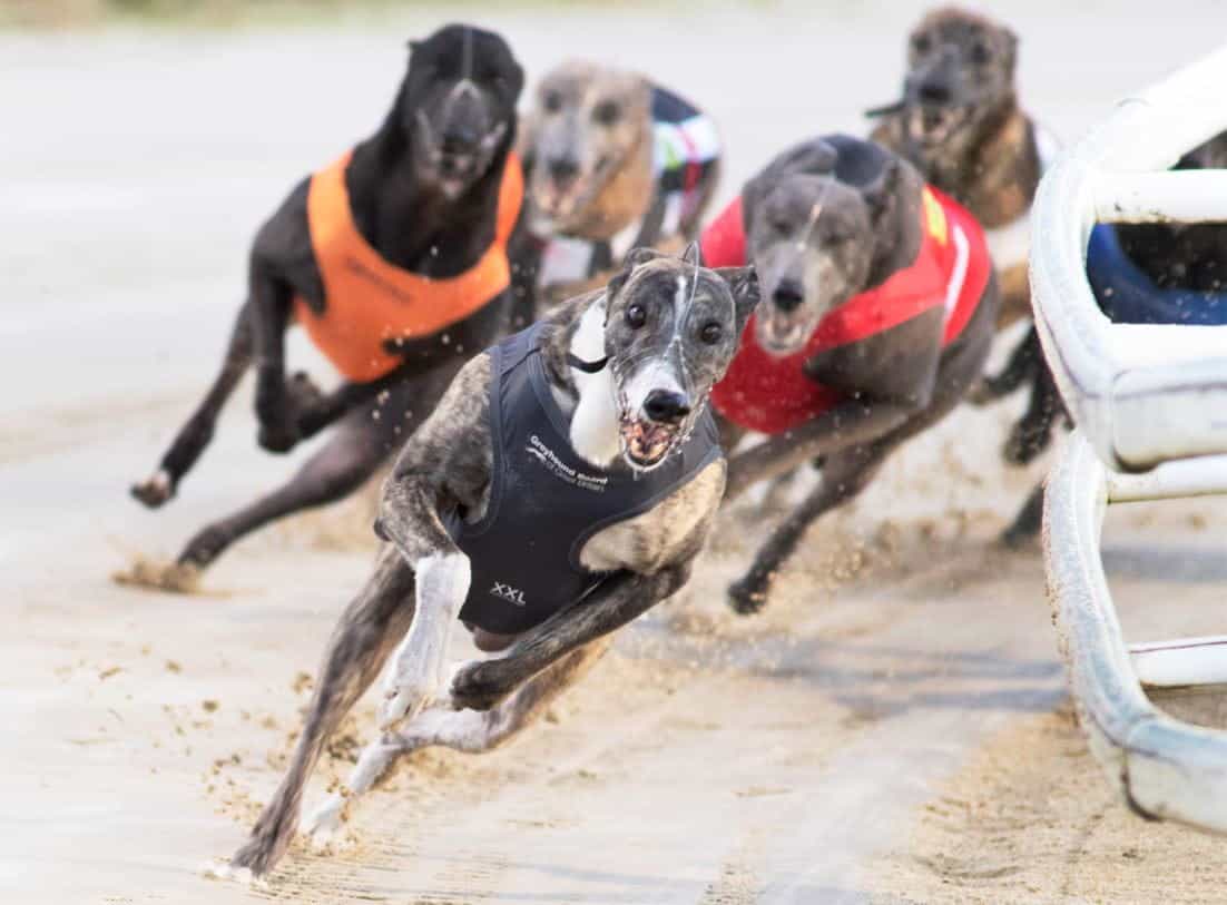 Racing greyhound, Lautaro, pulls clear of his rivals in a 2022 Greyhound Derby heat.