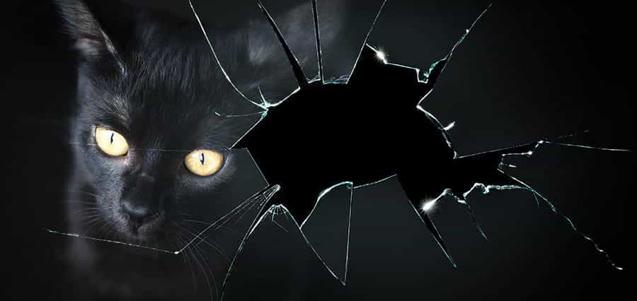 A black cat in a broken mirror.