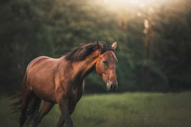 A horse in a field.