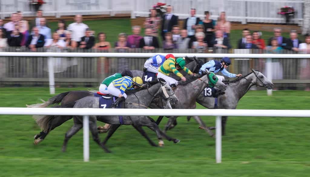 A field of grey horses gallop toward the winning line at Newmarket.