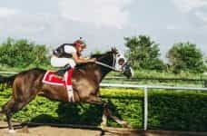 A jockey racing a horse round a track.