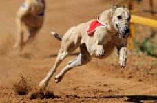 A greyhound running at a track.