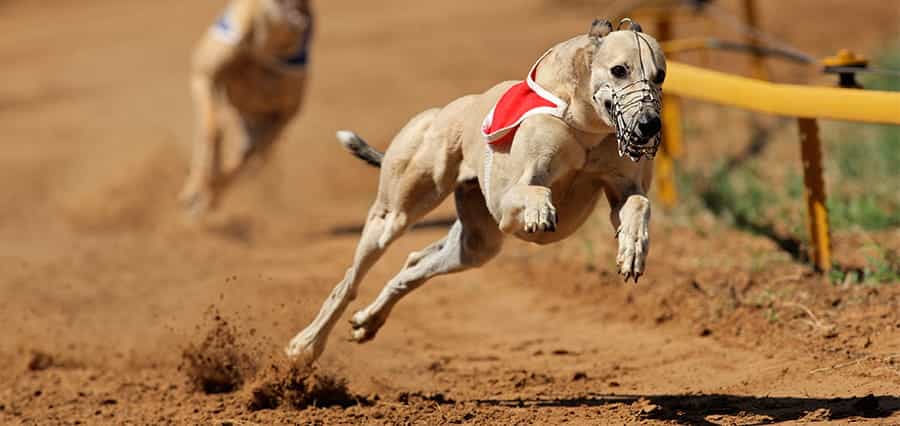 A greyhound running at a track.