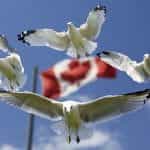 Four seagulls flying menacingly at the camera with the Canadian flag in the background behind them.