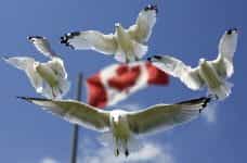 Four seagulls flying menacingly at the camera with the Canadian flag in the background behind them.