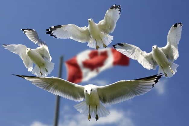 Empat burung camar terbang mengancam ke arah kamera dengan latar belakang bendera Kanada di belakang mereka.
