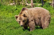 A large brown bear standing outside in the grass near a wooded area.