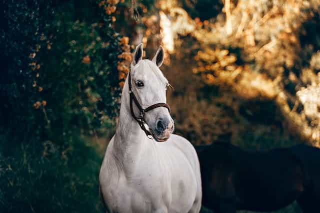 Seekor kuda putih.