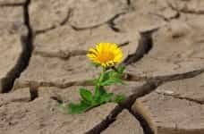 A lone yellow flower growing out of the earth that is experiencing a deep drought.