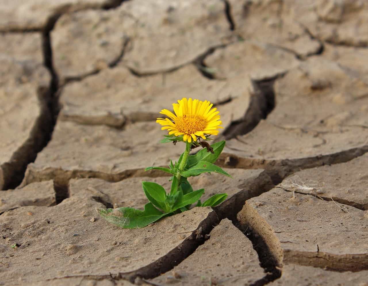 Satu-satunya bunga kuning yang tumbuh dari bumi yang mengalami kekeringan yang dalam.