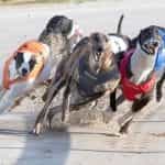 Greyhounds in racing action at Towcester.