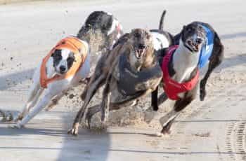 Greyhounds in racing action at Towcester.