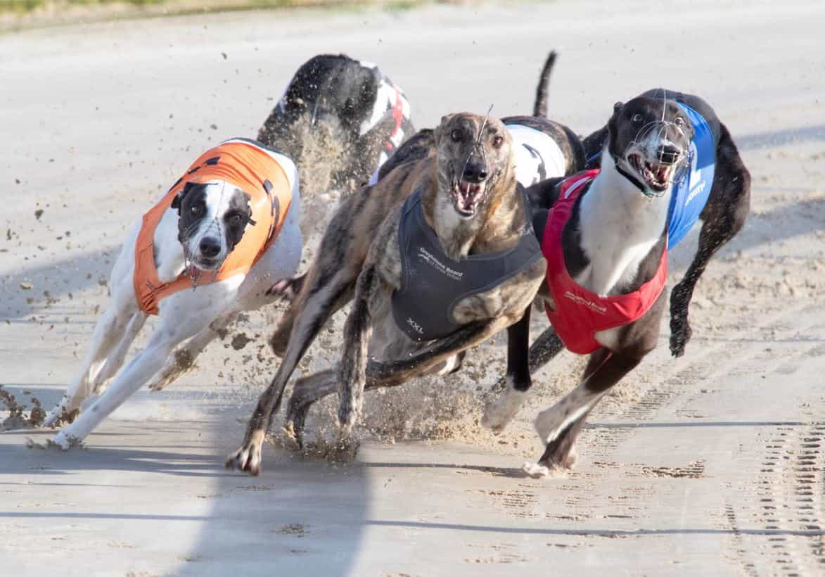 Greyhound dalam aksi balapan di Towcester.