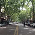 A bicyclist rides in a tree-lined street in Mendoza, Argentina.