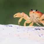 A beach crab walking across a rock with its pincers out.