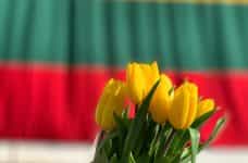 Yellow tulips against the Lithuanian flag in the background.