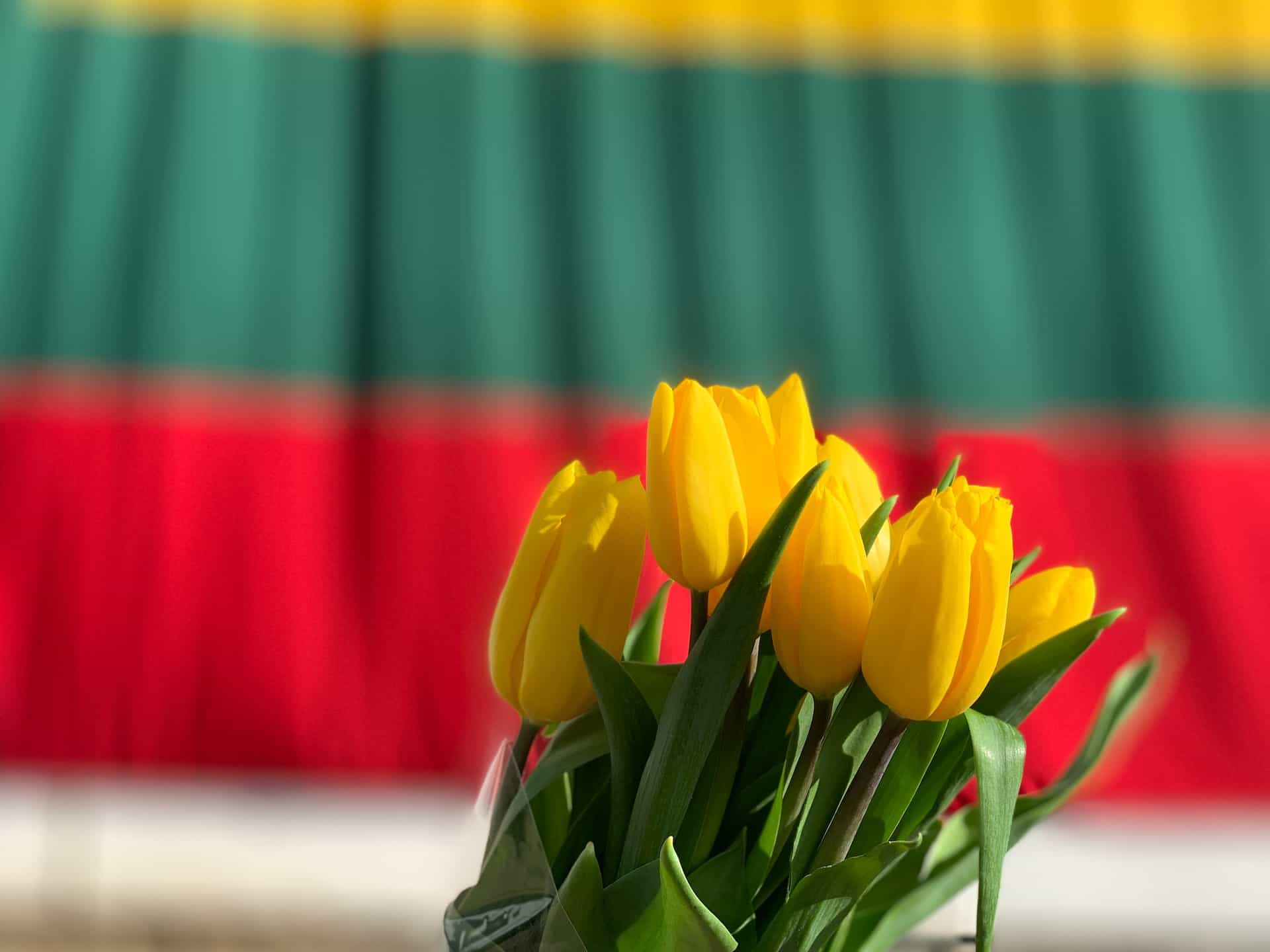 Tulip kuning dengan bendera Lituania di latar belakang.