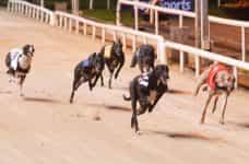 Music Glideaway assumes an early lead in the 2023 Irish Greyhound Derby semifinal.