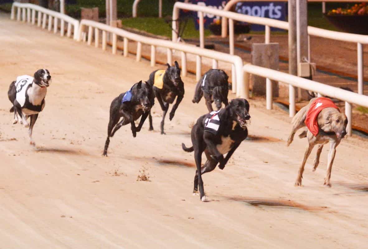 Music Glideaway assumes an early lead in the 2023 Irish Greyhound Derby semifinal.