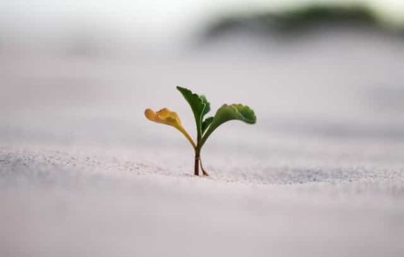 A small baby plant growing ever so slightly out of the ground, symbolizing growth.