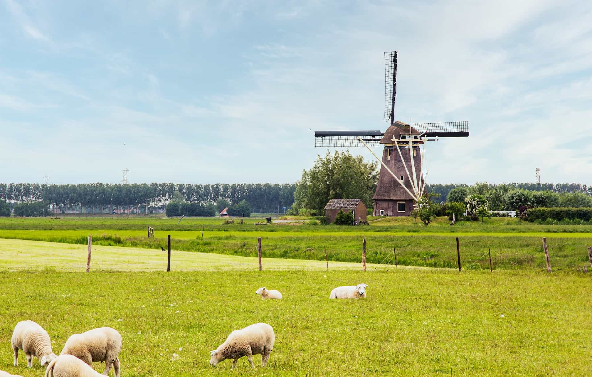 Sheep grazing on a green pasture near a windmill.
