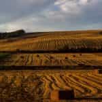 Wheat fields of the Basque Country, Spain.