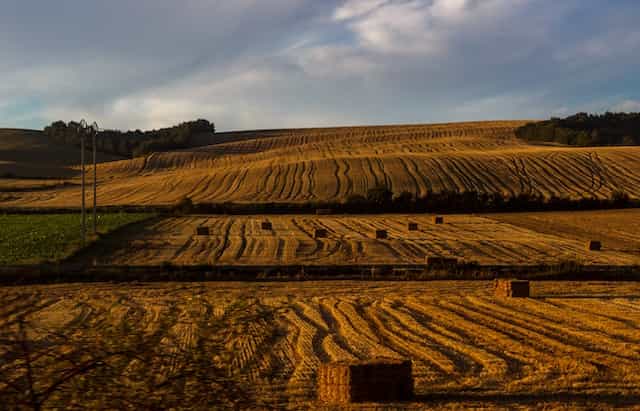 Wheat fields of the Basque Country, Spain.