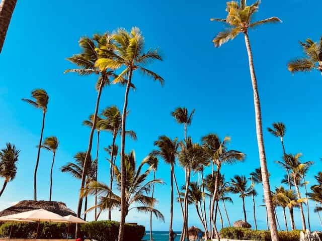 Palm trees against a blue sky in the Dominican Republic.