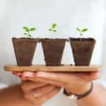 Three small seedling plants only beginning to bud and grow out of three pot-shaped pieces of soil placed on a wooden plank being held by a person.