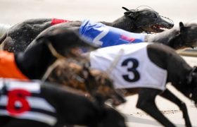 Greyhounds sprinting towards the opening bend at Romford Stadium.