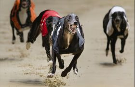 2023 Champion Stakes winner, Hollow Man.