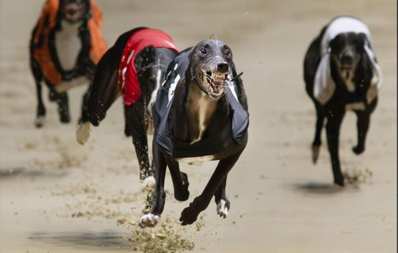 2023 Champion Stakes winner, Hollow Man.