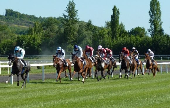 Horses Competing in a Professional Race