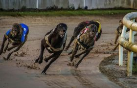Greyhounds Taking Part in a Race