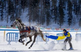 A Stunning Grey Horse Seen in Skijoring Action in St. Moritz.
