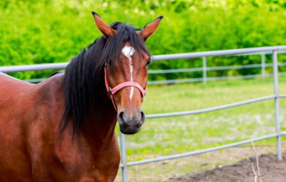 An Image of a Horse