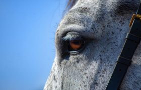 A Close Image of a Horse's Eye