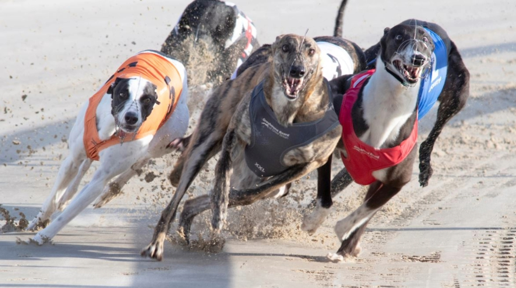 First bend action at Towcester greyhounds.